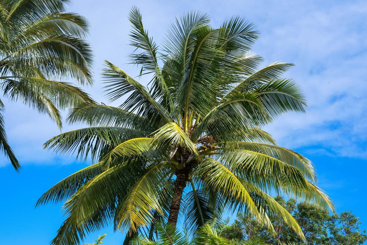 Lola Hale Villa Princeville Bagian luar foto